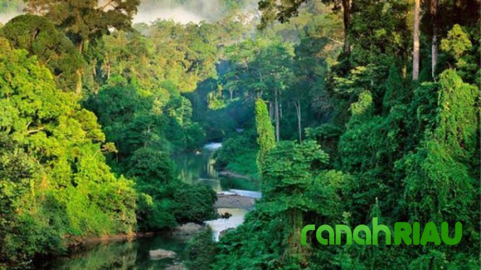 Tinjau Ulang Pembukaan 20 Juta Hektar Hutan, Paradigma: Bisa Ganggu Komitmen Perubahan Iklim